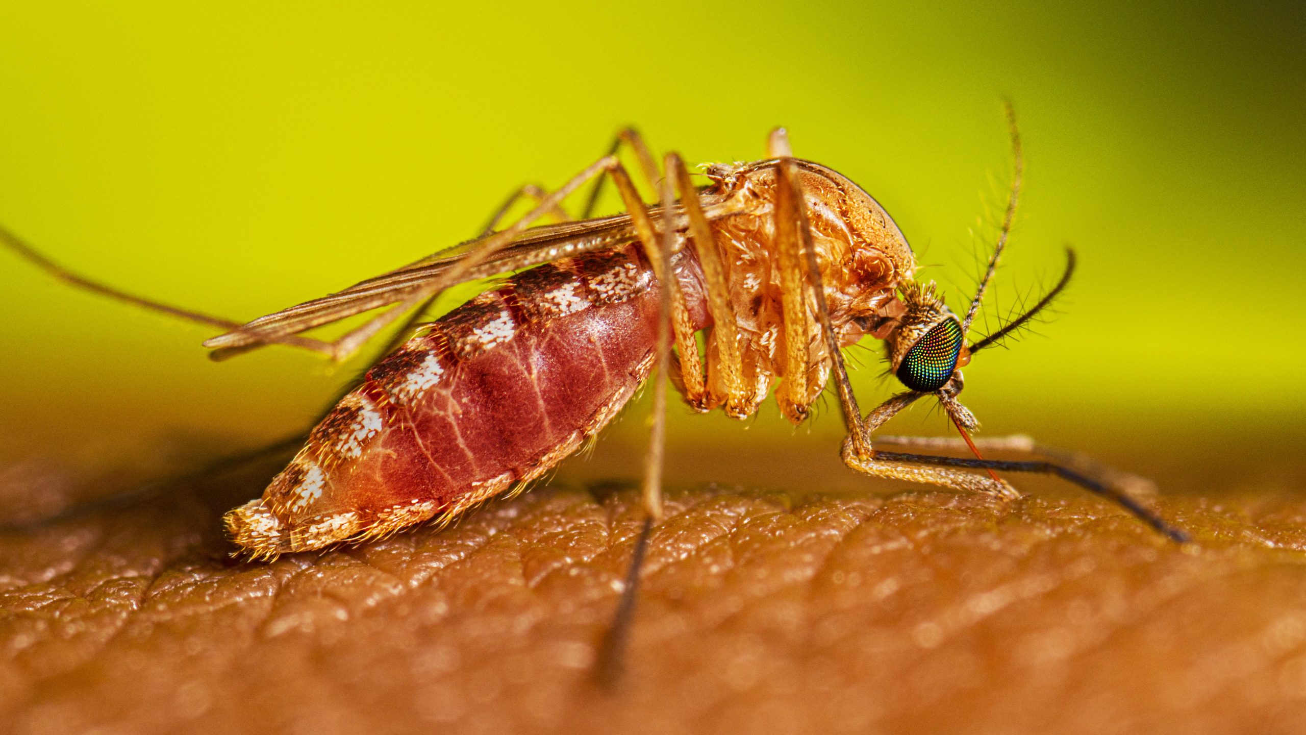 Culex quinquefasciatus mosquito feeding on a person